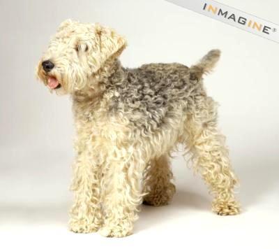 https://images.dog.ceo/breeds/terrier-lakeland/n02095570_375.jpg