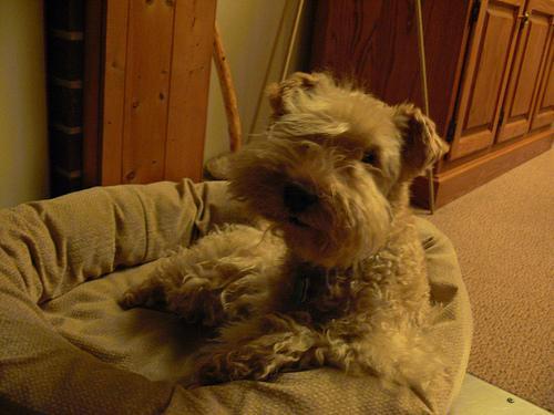 https://images.dog.ceo/breeds/terrier-lakeland/n02095570_4042.jpg