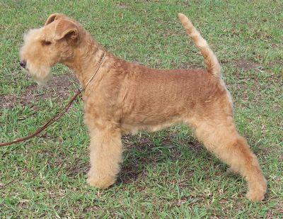 https://images.dog.ceo/breeds/terrier-lakeland/n02095570_4188.jpg