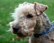 https://images.dog.ceo/breeds/terrier-lakeland/n02095570_4226.jpg