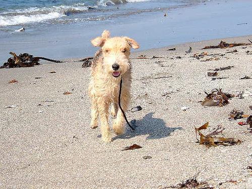 https://images.dog.ceo/breeds/terrier-lakeland/n02095570_4237.jpg