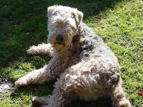 https://images.dog.ceo/breeds/terrier-lakeland/n02095570_427.jpg