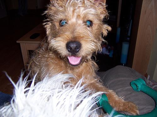 https://images.dog.ceo/breeds/terrier-lakeland/n02095570_4343.jpg