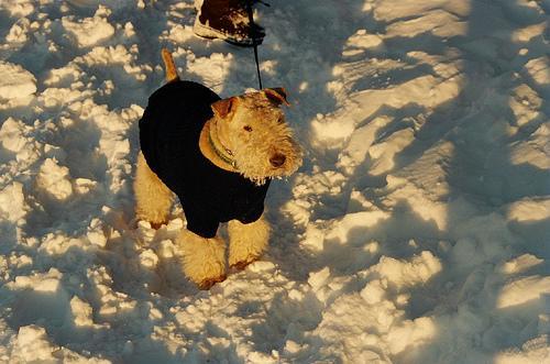 https://images.dog.ceo/breeds/terrier-lakeland/n02095570_4347.jpg