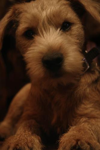 https://images.dog.ceo/breeds/terrier-lakeland/n02095570_4656.jpg