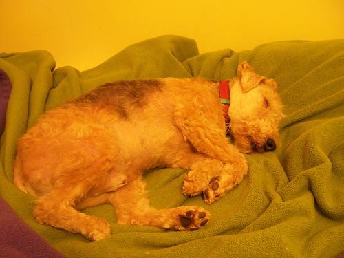 https://images.dog.ceo/breeds/terrier-lakeland/n02095570_471.jpg