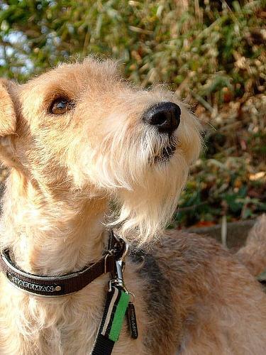 https://images.dog.ceo/breeds/terrier-lakeland/n02095570_5074.jpg