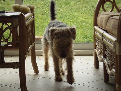 https://images.dog.ceo/breeds/terrier-lakeland/n02095570_5159.jpg