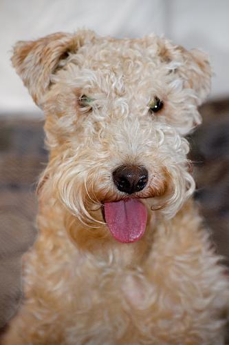 https://images.dog.ceo/breeds/terrier-lakeland/n02095570_5365.jpg