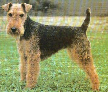 https://images.dog.ceo/breeds/terrier-lakeland/n02095570_5404.jpg