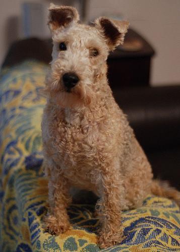 https://images.dog.ceo/breeds/terrier-lakeland/n02095570_5484.jpg