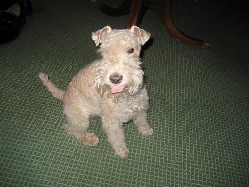 https://images.dog.ceo/breeds/terrier-lakeland/n02095570_5955.jpg