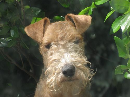 https://images.dog.ceo/breeds/terrier-lakeland/n02095570_601.jpg