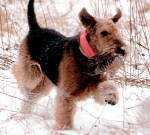 https://images.dog.ceo/breeds/terrier-lakeland/n02095570_6114.jpg