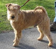 https://images.dog.ceo/breeds/terrier-lakeland/n02095570_6190.jpg