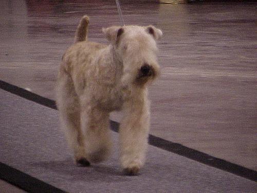 https://images.dog.ceo/breeds/terrier-lakeland/n02095570_6194.jpg