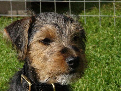 https://images.dog.ceo/breeds/terrier-lakeland/n02095570_6222.jpg