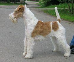 https://images.dog.ceo/breeds/terrier-lakeland/n02095570_6443.jpg