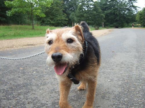 https://images.dog.ceo/breeds/terrier-lakeland/n02095570_838.jpg