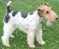 https://images.dog.ceo/breeds/terrier-lakeland/n02095570_916.jpg