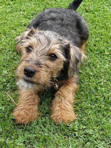 https://images.dog.ceo/breeds/terrier-lakeland/n02095570_918.jpg