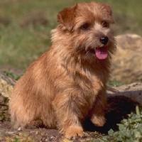 https://images.dog.ceo/breeds/terrier-norfolk/n02094114_1020.jpg