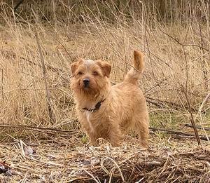https://images.dog.ceo/breeds/terrier-norfolk/n02094114_1076.jpg