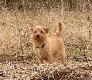 https://images.dog.ceo/breeds/terrier-norfolk/n02094114_1076.jpg