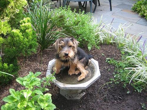 https://images.dog.ceo/breeds/terrier-norfolk/n02094114_1173.jpg