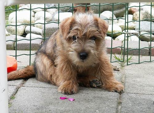 https://images.dog.ceo/breeds/terrier-norfolk/n02094114_1198.jpg