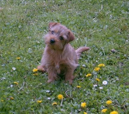 https://images.dog.ceo/breeds/terrier-norfolk/n02094114_1232.jpg