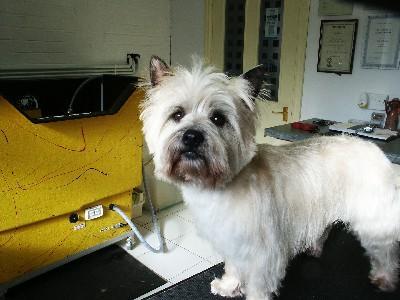 https://images.dog.ceo/breeds/terrier-norfolk/n02094114_1267.jpg