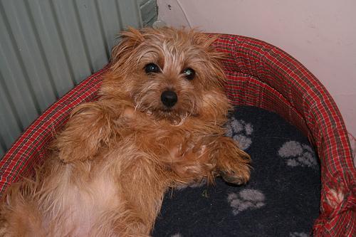 https://images.dog.ceo/breeds/terrier-norfolk/n02094114_1353.jpg