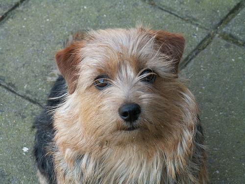 https://images.dog.ceo/breeds/terrier-norfolk/n02094114_140.jpg