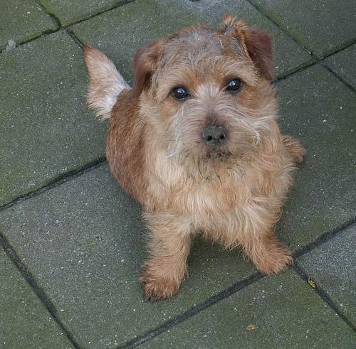 https://images.dog.ceo/breeds/terrier-norfolk/n02094114_1464.jpg