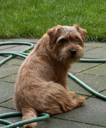 https://images.dog.ceo/breeds/terrier-norfolk/n02094114_1601.jpg