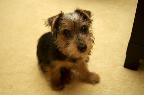 https://images.dog.ceo/breeds/terrier-norfolk/n02094114_161.jpg