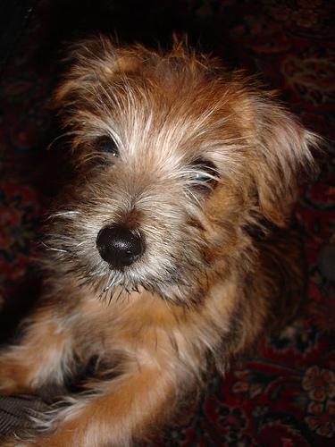 https://images.dog.ceo/breeds/terrier-norfolk/n02094114_1610.jpg