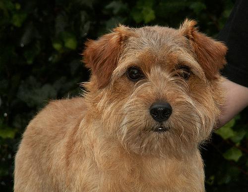 https://images.dog.ceo/breeds/terrier-norfolk/n02094114_1637.jpg