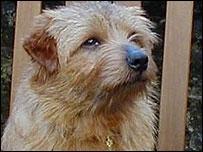 https://images.dog.ceo/breeds/terrier-norfolk/n02094114_1665.jpg