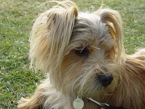 https://images.dog.ceo/breeds/terrier-norfolk/n02094114_1698.jpg