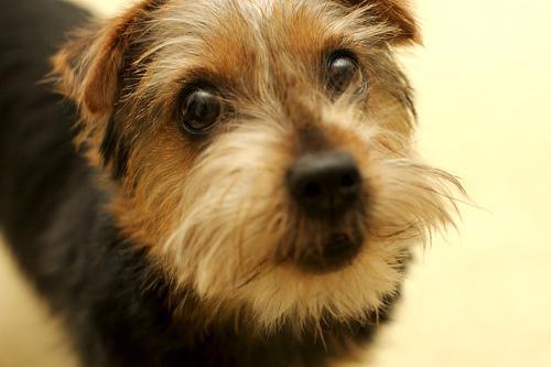 https://images.dog.ceo/breeds/terrier-norfolk/n02094114_1790.jpg