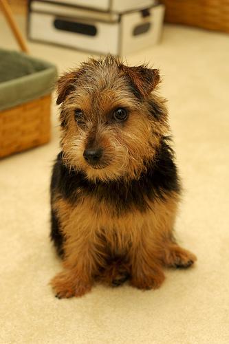 https://images.dog.ceo/breeds/terrier-norfolk/n02094114_1852.jpg