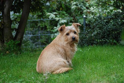 https://images.dog.ceo/breeds/terrier-norfolk/n02094114_1860.jpg