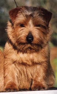 https://images.dog.ceo/breeds/terrier-norfolk/n02094114_1944.jpg