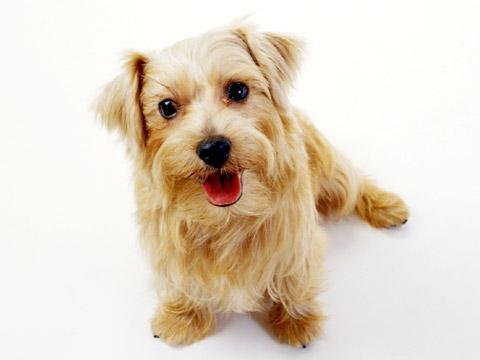 https://images.dog.ceo/breeds/terrier-norfolk/n02094114_1984.jpg