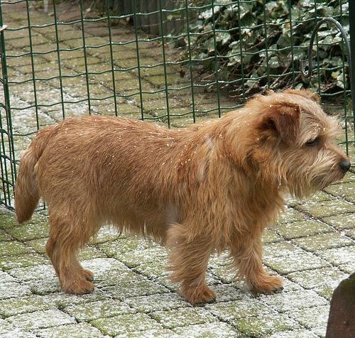 https://images.dog.ceo/breeds/terrier-norfolk/n02094114_2040.jpg