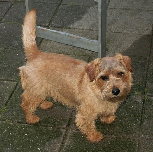 https://images.dog.ceo/breeds/terrier-norfolk/n02094114_2158.jpg