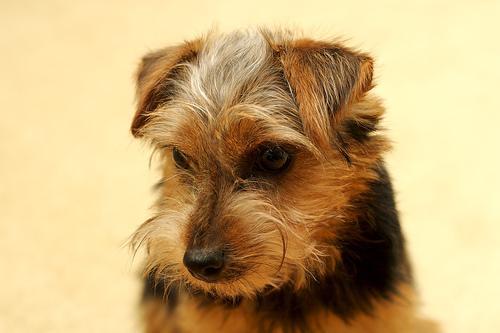 https://images.dog.ceo/breeds/terrier-norfolk/n02094114_2165.jpg