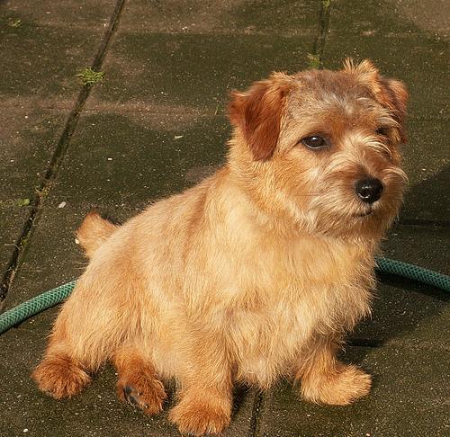 https://images.dog.ceo/breeds/terrier-norfolk/n02094114_2169.jpg